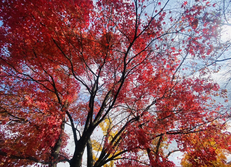 ◆秋の紅葉◆