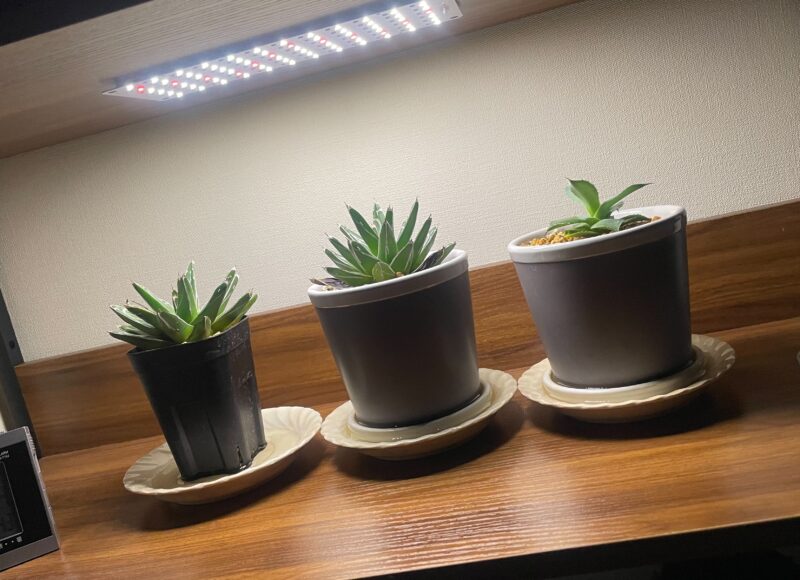 植物初心者の望月ガーデン日記🌵