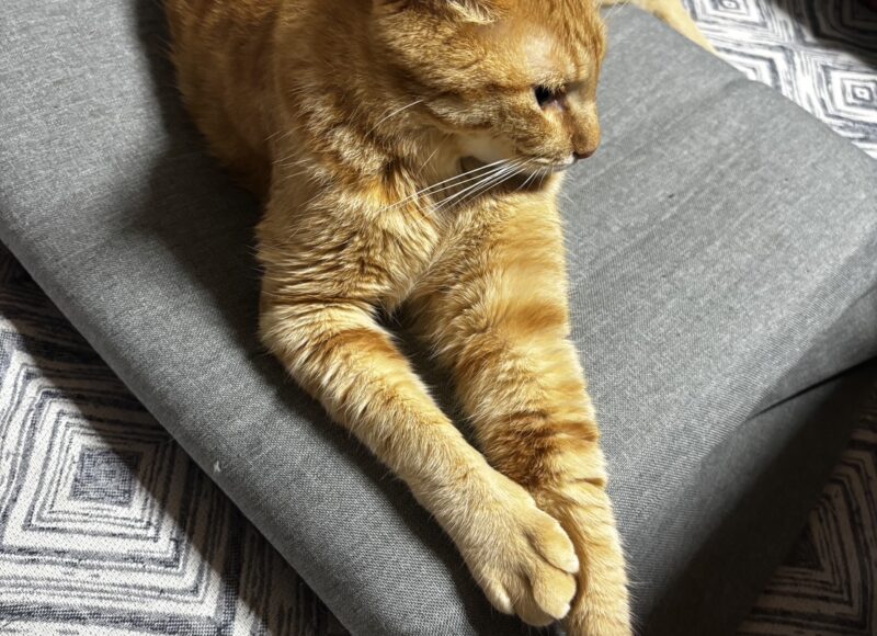 猫っていいな。